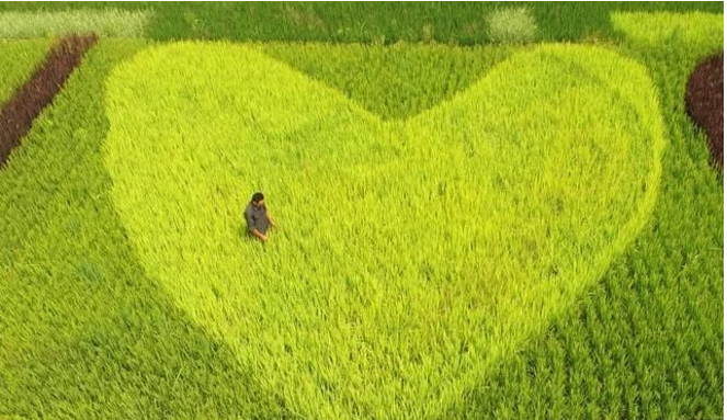 互聯(lián)網(wǎng)給農(nóng)民農(nóng)業(yè)帶來(lái)了什么？本文告訴你！