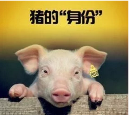 智能化養(yǎng)豬系統(tǒng)，現(xiàn)代化農(nóng)業(yè)發(fā)展之路